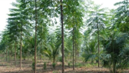 குமிழ் மரம் சாகுபடி: பயிரிடும் நிலம், பருவம், விதை குறித்து ஒரு அலசல்..