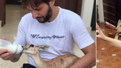 സിംഹത്തിന് മുന്നില് കൈകളുയര്ത്തി അഫ്രീദിയുടെ മകള്; ചിത്രം വൈറല്