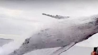 കൂനന് തിമിംഗലത്തിന്റെ ആ മാസ്കരിക കാഴ്ച