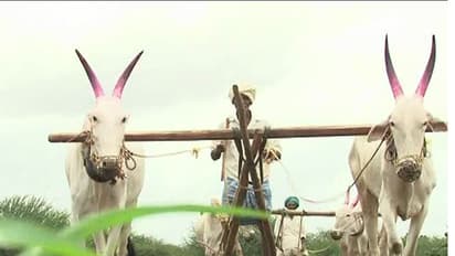 ಬರದಿಂದ ಕಂಗೆಟ್ಟ ಹಾವೇರಿ ಜಿಲ್ಲೆಯ ಅನ್ನದಾತ: ರೈತರ ಮೇಲೆ ಮುನಿಸಿಕೊಂಡಿರುವ ವರುಣ