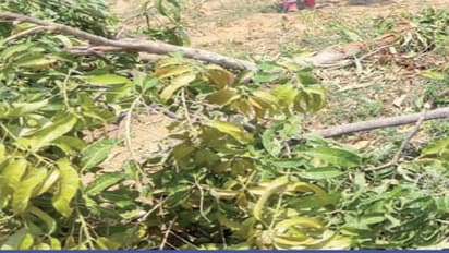 இரவு நேரத்தில் படையெடுக்கும் காட்டு யானைகள்; அச்சத்தில் விவசாயிகள்…