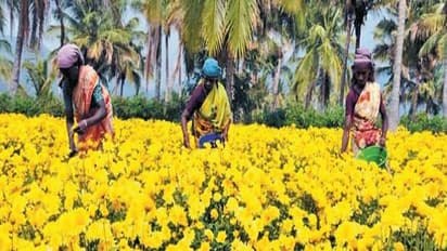 விவசாயிகள் தங்களுக்கு அதிக லாபம் கிடைக்க மஞ்சள் சாமந்தியை பயிர் செய்யலாம்…