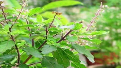 துளசி செடியை வீட்டில் வளர்ப்பதற்கான அற்புதமான வழிகள் இதோ...