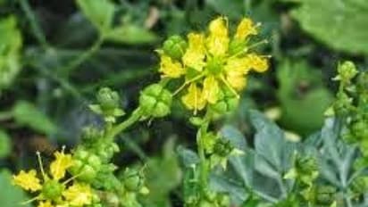 உங்களுக்குத் தெரியுமா?அறுவதா இலையை நெருப்பிலிட்டு புகையை சுவாசிக்க இருமல் தணியும்...