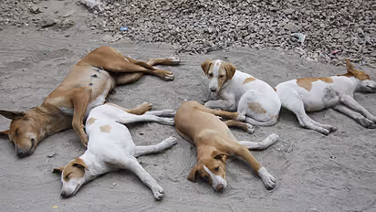 Housewife in Kerala finds a unique way to protest stray dog menace