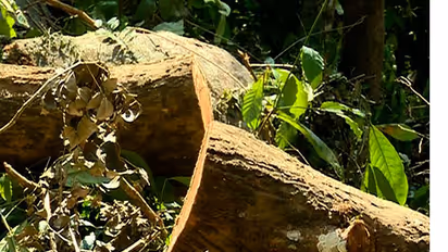 പുഴയിലെയും പുഴയോരത്തെയും കൂറ്റൻ മരങ്ങള്, ഒറ്റരാത്രിയിൽ എല്ലാം മുറിച്ചുകടത്തി, അന്വേഷണം