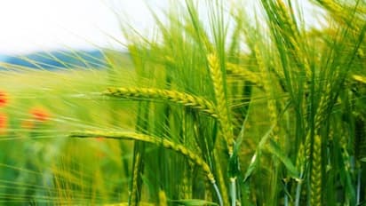 ஊட்டச்சத்து மேலாண்மையை சரியாக செய்தால் நெல்லில் கூடுதல் மகசூல் பெறலாம்…