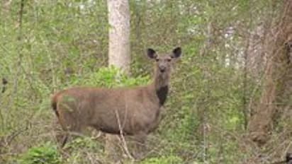 கிராமத்திற்குள் அழையா விருந்தாளியாக வந்த கடமான்; வனத்துறையினர் மீட்டு காட்டுப்பகுதிக்குள் அனுப்பினர்...