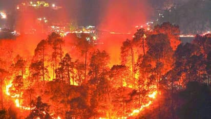 After Bandipur disaster, authorities look to declare forest fires a national disaster