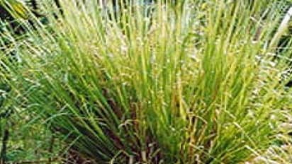 மண் அரிப்பைத் தடுக்கும் வெட்டிவேரின் மற்ற பயன்கள்…