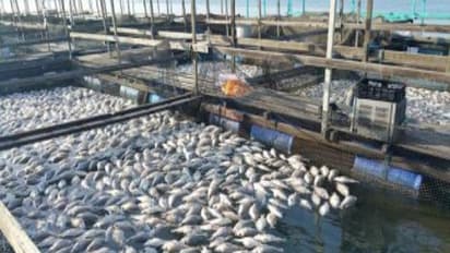 மீன் உற்பத்தியில் நன்னீர் மீன் வளர்ப்பு முறை முக்கிய இடம் உண்டு. ஏன்?