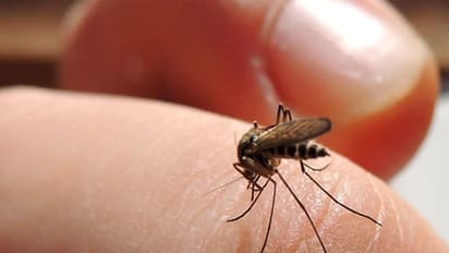 ചിക്കുൻഗുനിയ ; ലക്ഷണങ്ങളും പ്രതിരോധ മാർ​ഗങ്ങളും