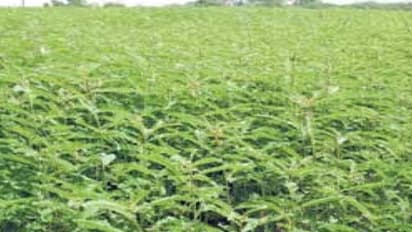 இயற்கை முறையில் நிலத்தை வளமாக்கும் எளியவழி “தக்கைப்பூண்டு”…