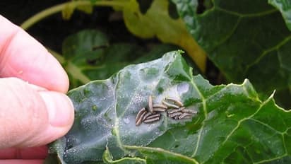 பயிர்களை தாக்கும் சாறு உறிஞ்சும் பூச்சிகளை கட்டுப்படுத்தும் இயற்கை முறை இதோ...