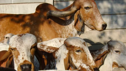 Armed in riot gear, police thrash cow vigilantes in Tamil Nadu