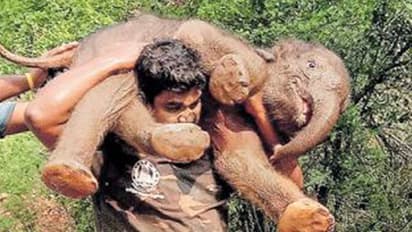 കുട്ടിയാനയെ ചുമലിലേറ്റി വനപാലകന്: സംഭവബഹുലമായ കഥ, വീഡിയോ വൈറല്