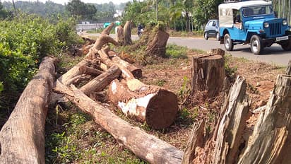 വയനാട്ടില് ലക്ഷങ്ങളുടെ സര്ക്കാര് മരങ്ങള് പാതയോരത്ത് നശിക്കുന്നു