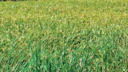 இந்த இரகங்களை தாளடி பருவத்திற்கு மிகவும் ஏற்றது…