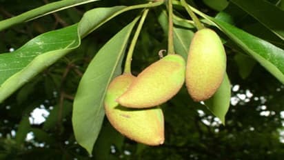 இலுப்பை சாகுபடி செய்வது எப்படி? வளர்ச்சி முதல் நடவுமுறைகள் வரை…