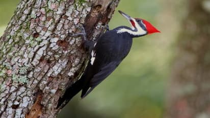 மரங்கொத்திப் பறவை ஏன் மரத்தை கொத்துகிறது?