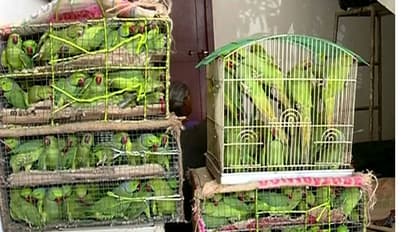 కోర్టుకి 13 రామచిలకలు... ఏం నేరం చేశాయి..?