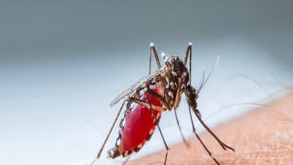 ডেঙ্গুর মশা নিধনে আবিষ্কৃত হল এক নয়া সুগন্ধীযুক্ত মলিকিউল