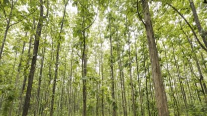 தேக்கு மரக்கன்றுகள் நன்கு வளர்ச்சியடைய தோட்டத்தை எப்படி உற்பத்தி செய்யலாம்?