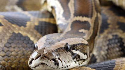 കാണാതായ യുവാവിനെ ഒടുവില്‍ കണ്ടെത്തിയത് പെരുമ്പാമ്പിന്‍റെ വയറ്റില്‍ നിന്നും