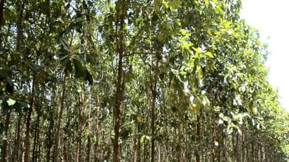 தேக்கு மரத்தில் பக்ககிளை களை அகற்றுதல் எப்படி? எப்போதெல்லாம் அகற்றலாம்...