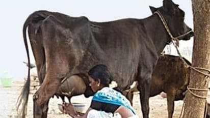 கால்நடைகளிடம் ஒரு நாளைக்கு எத்தனை முறை பால் கறக்கலாம். இன்னும் நிறைய தகவல்கள் உள்ளே...