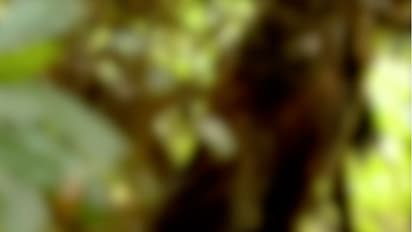 డివైడర్ ను ఢీకొట్టి బోల్తాపడిన బస్సు: 17 మంది మృతి