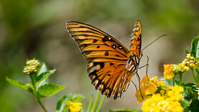 ಕೊಡಗಿನಲ್ಲಿ ಬಣ್ಣ ಬಣ್ಣದ ಚಿಟ್ಟೆಗಳ ಚಿತ್ತಾರ..!