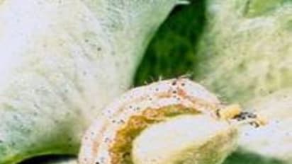 அடேங்கப்பா! பயறுவகை பயிர்களை  இவ்வளவு பூச்சிகள் தாக்குகின்றதா?