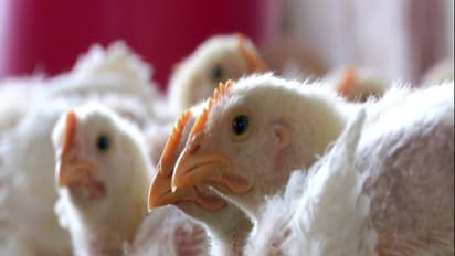 Higher feed costs to hit Indian poultry industry profits in 2025-26: Report
