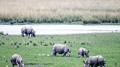 Representative image of a one-horned rhino (Image/ANI)