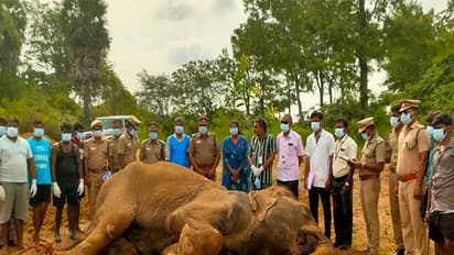 60-year-old female elephant passes away in Trichy (Photo/ANI)