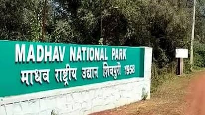 Madhav Tiger Reserve becomes India's 58th Tiger Reserve, ninth in Madhya Pradesh. (Photo/X@byadavbjp)