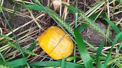 BSF, Punjab Police seize 549 gm of heroin near Tarn Taran border. (Photo/BSF)