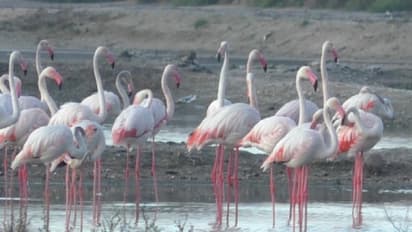 Large flock of flamingos (Photo/ANI)