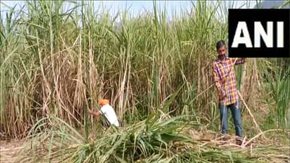 MOFPI-PMFME has significantly improved sugarcane processing capabilities (Photo/ANI)