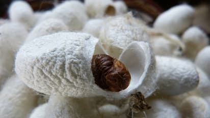 Representational Image