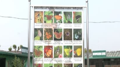 Uttarakhand opens its first butterfly gallery in Dehradun (Photo/ANI)