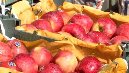 "Ban Turkey" trend gains momentum in Pune with traders boycotting Turkish apples. (Photo/ANI)