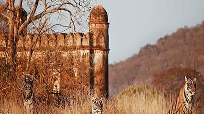 Ranthambore National Park (File Photo/Rajasthan Tourism)