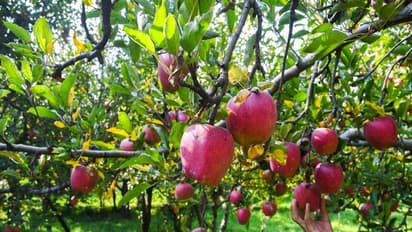 Visual of an apple orchard. (Photo/ANI)