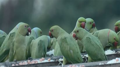 Couple feeds birds daily (File Photo/ANI)