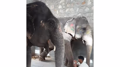 Elephants in Haathi Gaon in Jaipur : Shubhobroto Ghosh