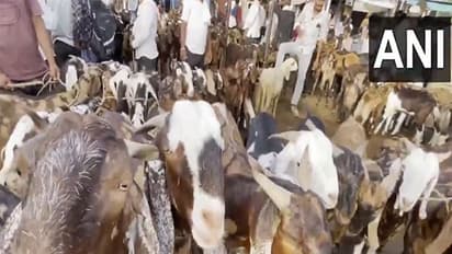 The advisory issued by the Delhi Government outlines strict guidelines to ensure lawful and hygienic practices during Bakra Eid.(File photo/ANI)