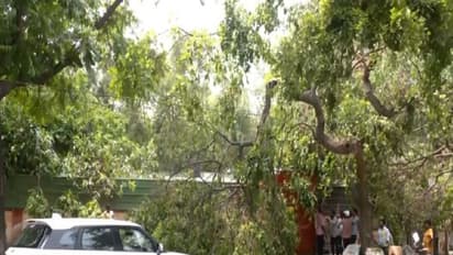 Tree fallen at the site of electrocution (Photo/ANI)