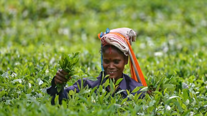 A female plantation worker plucking tender tea leaves (File Photo)